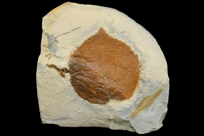 Fossil Leaf (Davidia) - Montana #165020